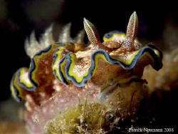 Nudi coming Close to my Canon 400D/hugyfot.... by Patrick Neumann 